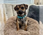 Small #3 Chihuahua Mix