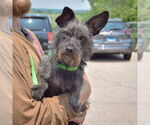 Small #3 Mutt