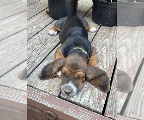 Medium Photo #2 Basset Hound Puppy For Sale in EFFINGHAM, IL, USA