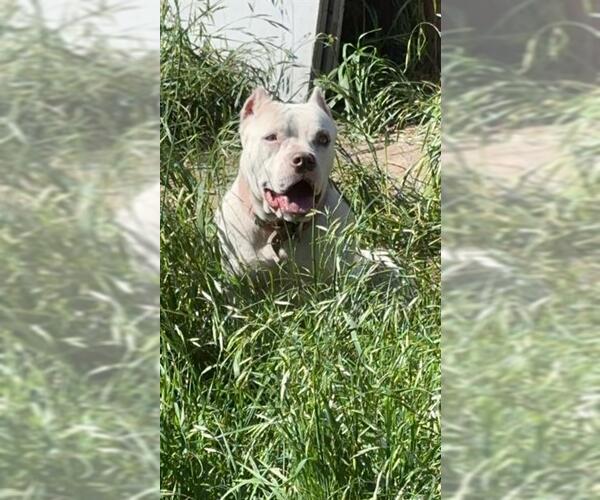 Medium Photo #2 American Staffordshire Terrier Puppy For Sale in San Antonio, TX, USA