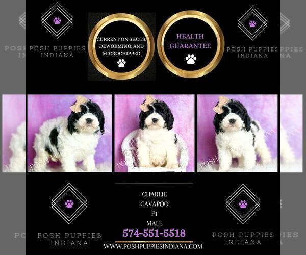 Medium Photo #8 Cavapoo (Miniature) Puppy For Sale in WARSAW, IN, USA