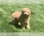 Puppy Little Mouse Poodle (Miniature)