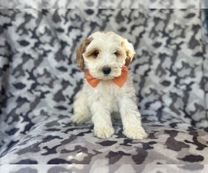 Cock-A-Poo Puppy for Sale in LAKELAND, Florida USA