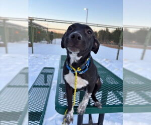 Labrador Retriever-Unknown Mix Dogs for adoption in Waterford, VA, USA