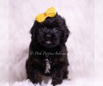 Small #2 Cavapoo (Miniature)