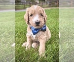 Puppy Maverick Goldendoodle