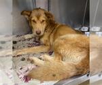 Small #1 Golden Retriever Mix
