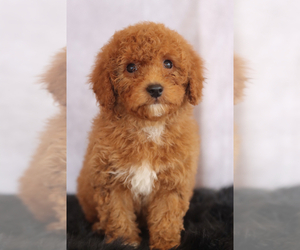 Goldendoodle (Miniature) Puppy for sale in ITASCA, TX, USA
