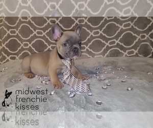 French Bulldog Puppy for sale in INDIANAPOLIS, IN, USA