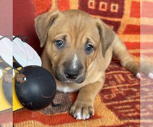 Justice Pup - Bail - Female Labrador Retriever-Unknown Mix Dog for Adoption - Photo #3