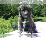 Small #1 German Shepherd Dog