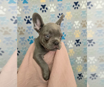 Small #1 French Bulldog