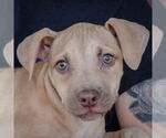 Small #1 American Staffordshire Terrier-Labrador Retriever Mix