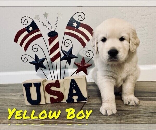 Medium Photo #1 Golden Retriever Puppy For Sale in GILBERT, AZ, USA