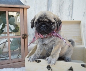 Pug Puppy for sale in HONEY BROOK, PA, USA