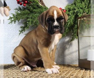 Boxer Puppy for sale in SHIPSHEWANA, IN, USA