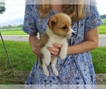 Small Photo #16 Pembroke Welsh Corgi Puppy For Sale in SHILOH, OH, USA