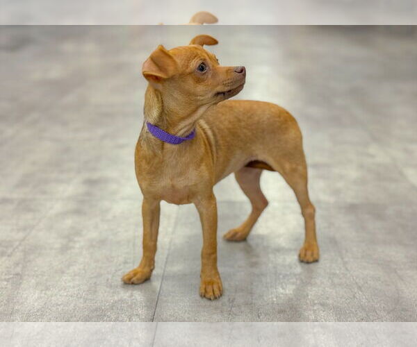 Medium Photo #4 Chihuahua-Unknown Mix Puppy For Sale in PIPE CREEK, TX, USA