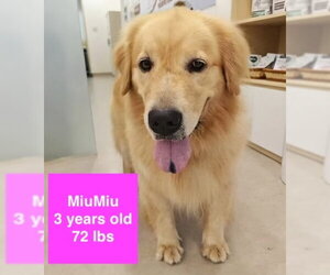 Golden Retriever Dogs for adoption in West Hollywood, CA, USA