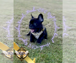 Small #6 French Bulldog