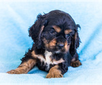 Puppy Andy Cocker Spaniel