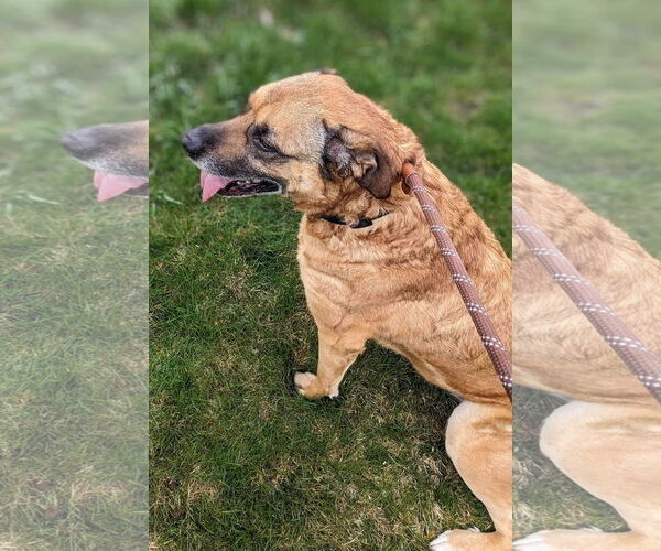 Medium Photo #6 Mutt Puppy For Sale in Minneapolis, MN, USA