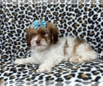 Small Photo #6 Lhasa-Poo Puppy For Sale in LAKELAND, FL, USA