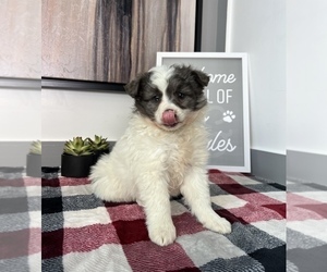Australian Shepherd-Pomeranian Mix Puppy for sale in FRANKLIN, IN, USA