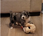 Small #4 Aussiedoodle