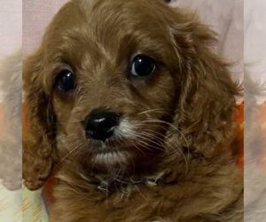 Cavapoo Puppy for sale in STATE COLLEGE, PA, USA