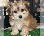 Small #1 Yo-Chon