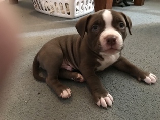 American Bully Mikelands  Puppy for sale in OKLAHOMA CITY, OK, USA