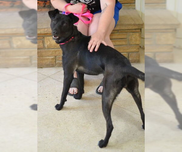 Medium Photo #2 Mutt Puppy For Sale in Enfield, CT, USA