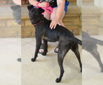 Small #1 Mutt