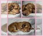 Puppy Dahlia Goldendoodle
