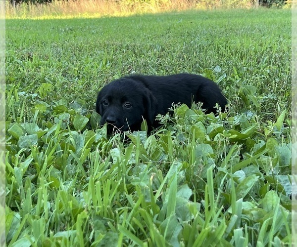 Medium Photo #10 Labrador Retriever Puppy For Sale in MARSHFIELD, MO, USA