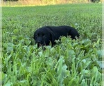 Small #9 Labrador Retriever