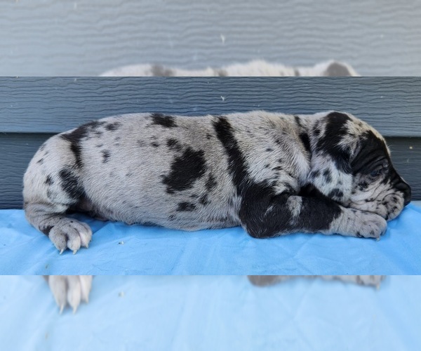 Medium Photo #2 Great Dane Puppy For Sale in MOUNT STERLING, KY, USA