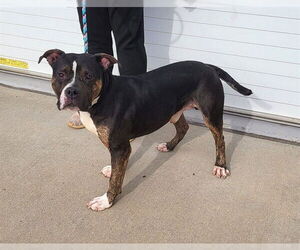 American Bulldog-Rottweiler Mix Dogs for adoption in Louisville, KY, USA