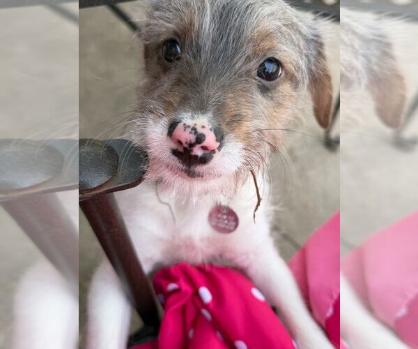 Medium Photo #2 Mutt Puppy For Sale in Salt Lake City, UT, USA