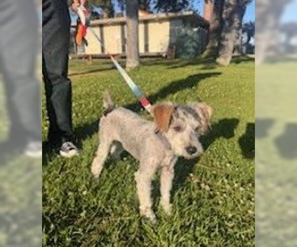 Medium Photo #4 Mutt Puppy For Sale in San Diego, CA, USA