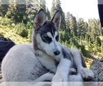 Small Photo #2 Siberian Husky Puppy For Sale in EVERETT, WA, USA