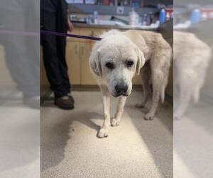 Great Pyrenees Dogs for adoption in Riverside, CA, USA