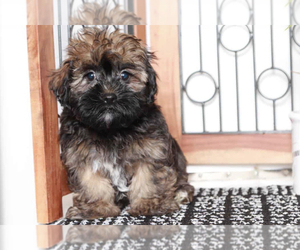 Havanese Puppy for sale in NAPLES, FL, USA