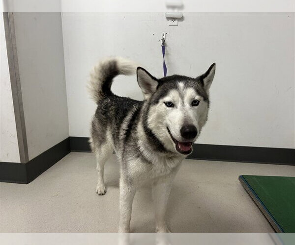 Medium Photo #1 Siberian Husky Puppy For Sale in Corona, CA, USA