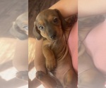 Small #3 Dachshund