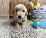 Small #2 Golden Retriever