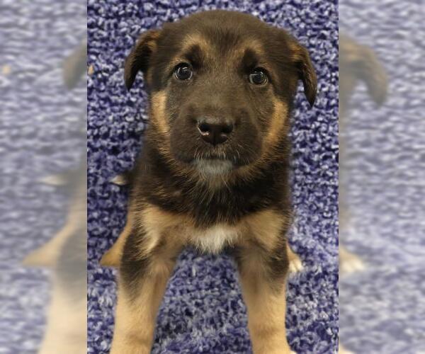 Medium Photo #1 Mutt Puppy For Sale in Thief River Falls, MN, USA