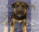 Small Mutt