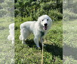 Small #9 Great Pyrenees